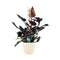 Decorum Philodendron Ruby - Pyramide in ELHO Round (soap)
