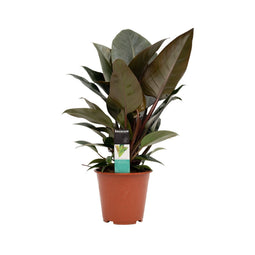 Decorum Philodendron Congo Rojo