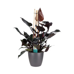 Decorum Philodendron Ruby - Pyramide in ELHO Round (antraciet)