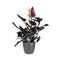 Decorum Philodendron Ruby - Pyramide in ELHO Round (antraciet)