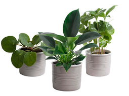 Trio ‘Gezellig Groen’ in Laos keramiek (grijs)