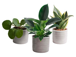 Trio ‘Groen Geluk’ in Laos keramiek (grijs)