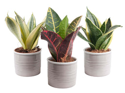 Trio Sanseveria in trendy keramiek