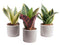 Trio Sanseveria in trendy keramiek