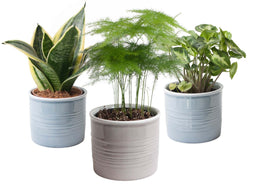 Trio miniplanten in Laos keramiek