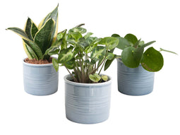 Trio ‘Klein Groen’ in Laos keramiek (blauw)