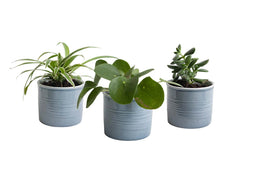 Mini Green | Trendy Trio in Laos keramiek (blauwgrijs)