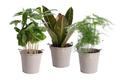 Mini Green | Trio Schattig Groen in zink (taupe)