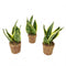 Kokodama Trio Sansevieria Yellow