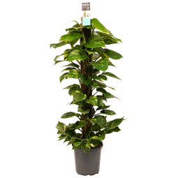 Decorum Scindapsus Mosstok 120 cm