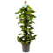 Decorum Scindapsus Mosstok 120 cm