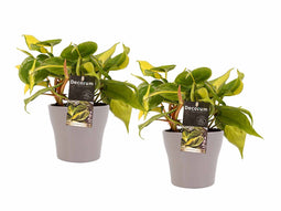 Decorum Duo Philodendron Brazil met potten Anna Taupe