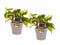 Decorum Duo Philodendron Brazil met potten Anna Taupe