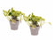 Decorum Duo Scindapsus Marble Queen met potten Anna Taupe