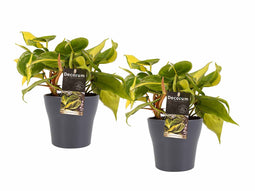 Decorum Duo Philodendron Brazil met potten Anna Grey
