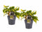 Decorum Duo Philodendron Brazil met potten Anna Grey