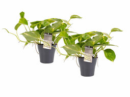 Decorum Duo Scindapsus Aureum met potten Anna Grey