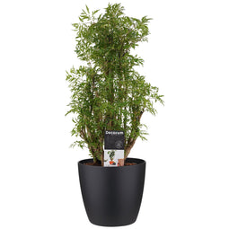 Decorum Polyscias Hawaiiana Ming vertakt met Elho brussels living black
