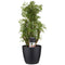 Decorum Polyscias Hawaiiana Ming vertakt met Elho brussels living black