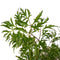 Decorum Polyscias Hawaiiana Ming vertakt met Elho brussels living black