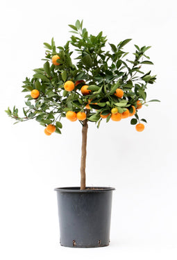Citrus Calamondin