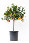 Citrus Calamondin
