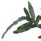 Decorum Duo Phlebodium aureum 'Blue Star'