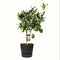 Citrus Green Lime in ELHO outdoor sierpot Greenville Rond (zwart)