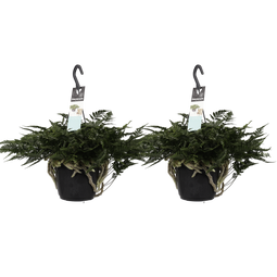 Decorum Duo Humata teyermanii 'Bunny'