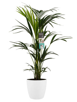 Decorum Kentia Palm - Elho brussels white