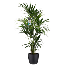 Decorum Kentia met Elho brussels living black Decorum Kentia met Elho brussels soap