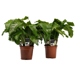 Decorum Duo Calathea Network