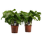 Decorum Duo Calathea Network