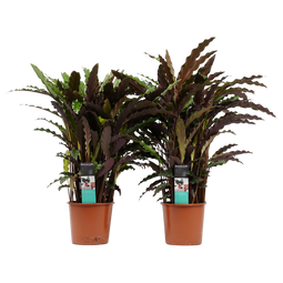 Decorum Duo Calathea Elgergrass