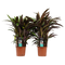 Decorum Duo Calathea Elgergrass
