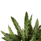 Decorum Duo Calathea Elgergrass
