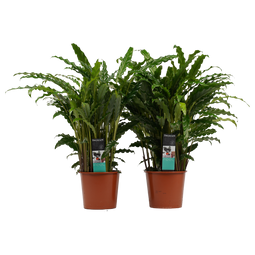 Decorum Duo Calathea Bluegrass