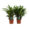 Decorum Duo Calathea Bluegrass