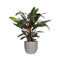Calathea Rufibarba in Mica sierpot Jimmy (lichtgrijs)