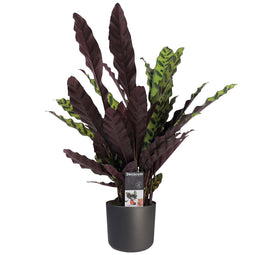 Decorum Calathea Insigne met Elho B.for soft antracite