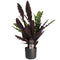 Decorum Calathea Insigne met Elho B.for soft antracite