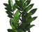 Zamioculcas