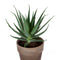 Aloë arborescens met bruin grijze terracotta pot