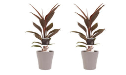Decorum Duo 2 x Cordyline Tango met Anna taupe