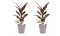 Decorum Duo 2 x Cordyline Tango met Anna taupe