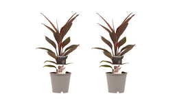 Decorum Duo 2 x Cordyline Tango