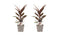 Decorum Duo 2 x Cordyline Tango