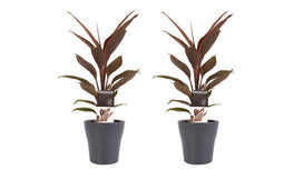 Decorum Duo 2 x Cordyline Tango met Anna grey