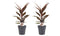Decorum Duo 2 x Cordyline Tango met Anna grey