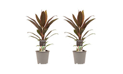 Decorum Duo 2x Cordyline Rumba